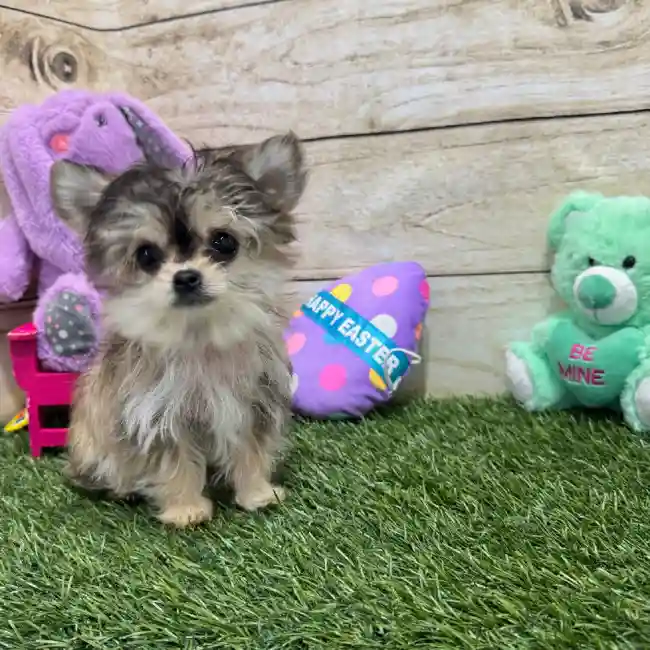 Male Chihuahua Puppy for Sale in Braintree, MA