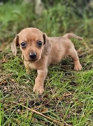 car_main_img_/media/ap_media/pets/ZPRKSOBTDRDK192706.webp.250x250_q85.webp