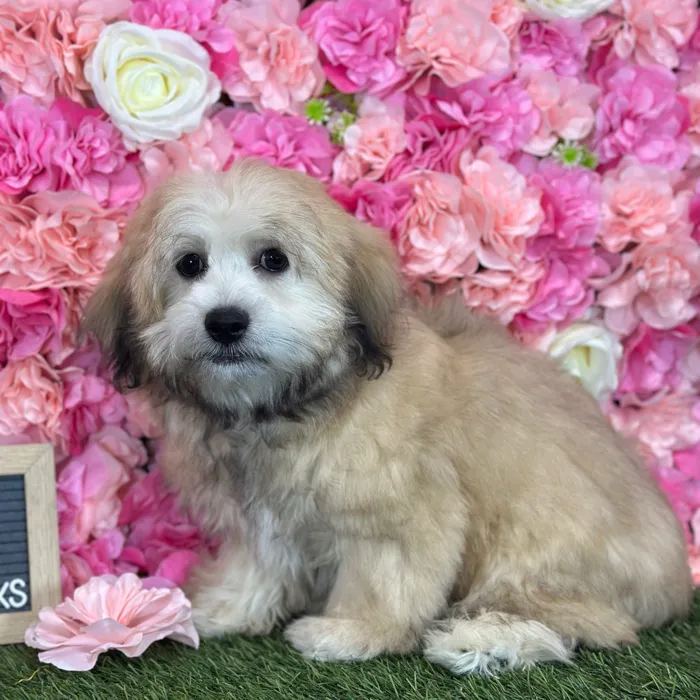 Male La-Chon puppy named Randy for sale at Pet Express Saugus.