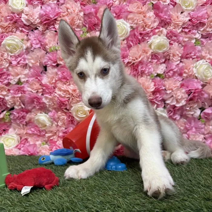 Female Siberian Husky Puppy for Sale in Saugus, MA