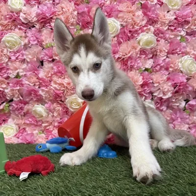 Female Siberian Husky Puppy for Sale in Saugus, MA