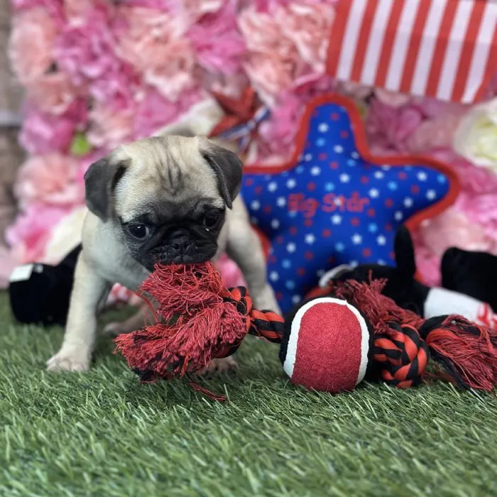 Female Pug Puppy for Sale in Saugus, MA