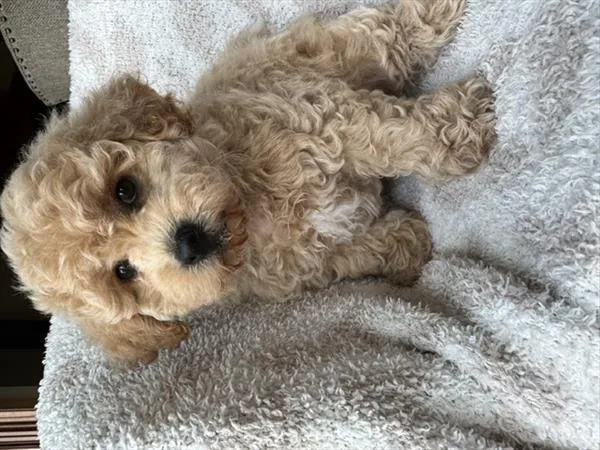 Male Bichon-Poodle puppy named Potato for sale at Pet Express Saugus.