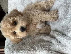 Male Bichon-Poodle puppy named Potato for sale at Pet Express Saugus.