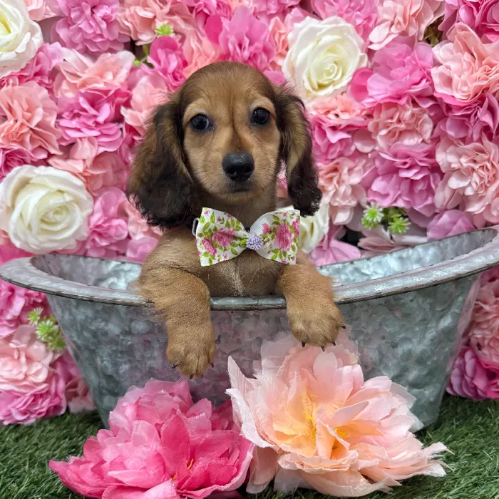 Male Dachshund Puppy for Sale in Braintree, MA