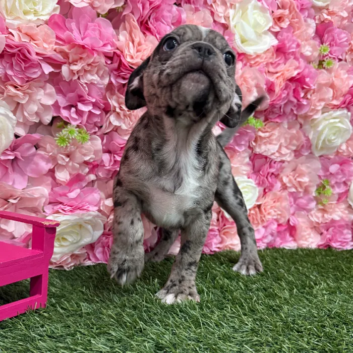 Male Bugg Puppy for Sale in Braintree, MA