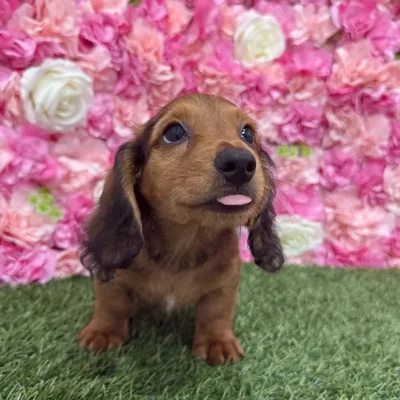 Male Dachshund Puppy for Sale in Braintree, MA
