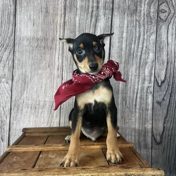 Male Miniature Pinscher puppy named Brody for sale at Pet Express Saugus.