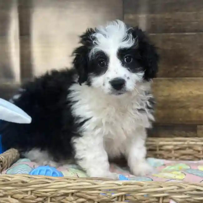 Male Aussiechon Puppy for Sale in Saugus, MA