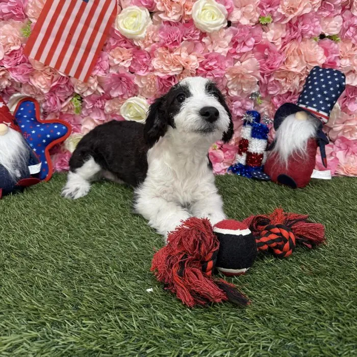 Male Aussiechon Puppy for Sale in Saugus, MA