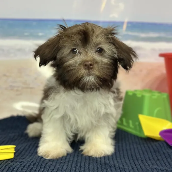 Female Havanese Puppy for Sale in Braintree, MA