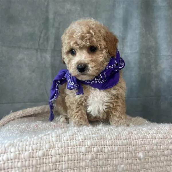 Female Poodle (Mini) puppy named Sweet Pea for sale at Pet Express Saugus.