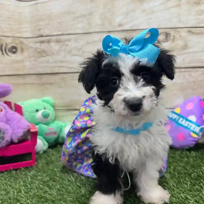 Female Aussiechon Puppy for Sale in Braintree, MA