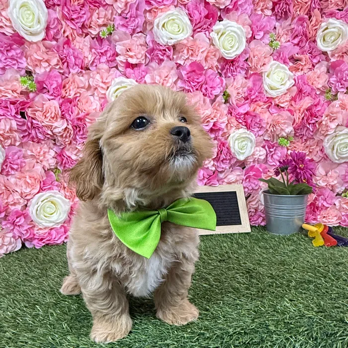 Male Shih-Poo puppy named Rolo for sale at Pet Express Braintree.