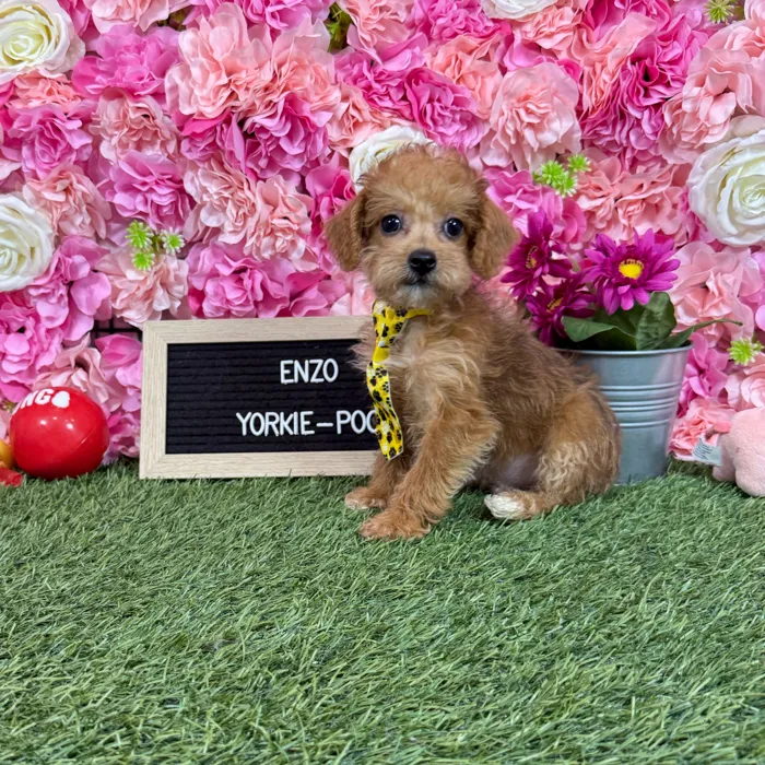 Male Yorkie-Poo 2Nd Gen puppy named Enzo for sale at Pet Express Braintree.