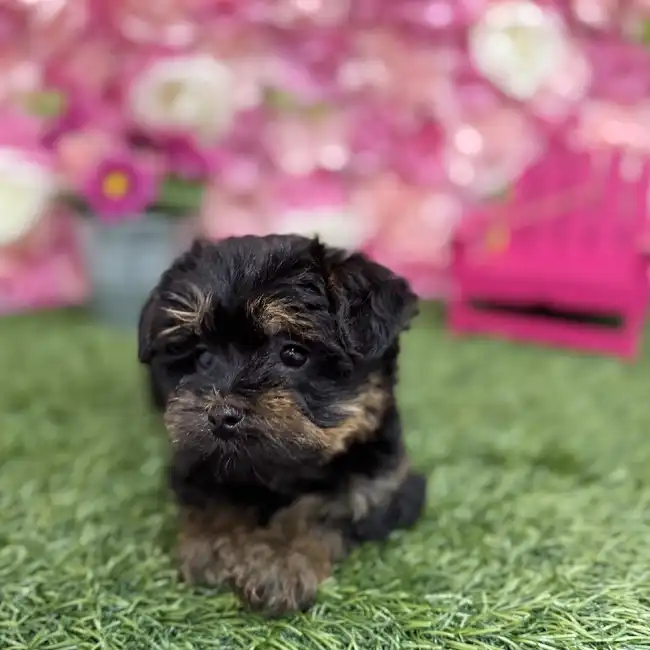 Male Yorkie-Poo Puppy for Sale in Braintree, MA
