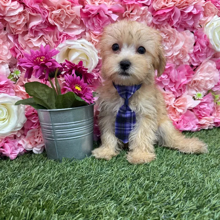 Male Morkie Puppy for Sale in Braintree, MA
