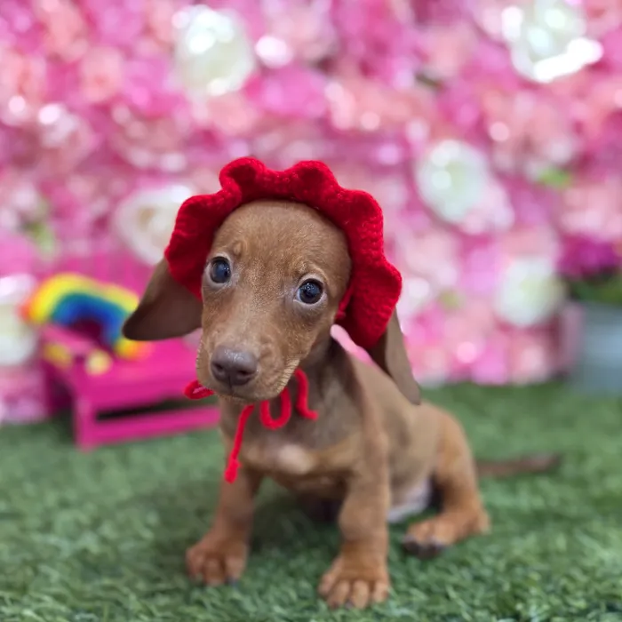 Male Dachshund Puppy for Sale in Braintree, MA