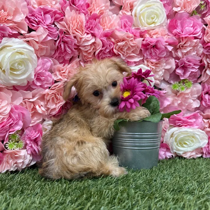 Male Morkie Puppy for Sale in Braintree, MA