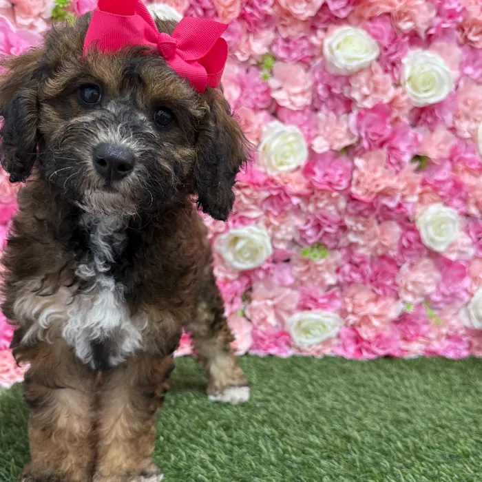 Female Mini Goldendoodle F1BB Puppy for Sale in Braintree, MA