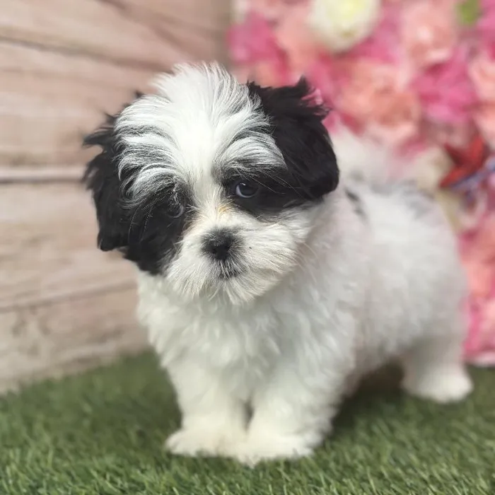 Male Malshi Puppy for Sale in Saugus, MA