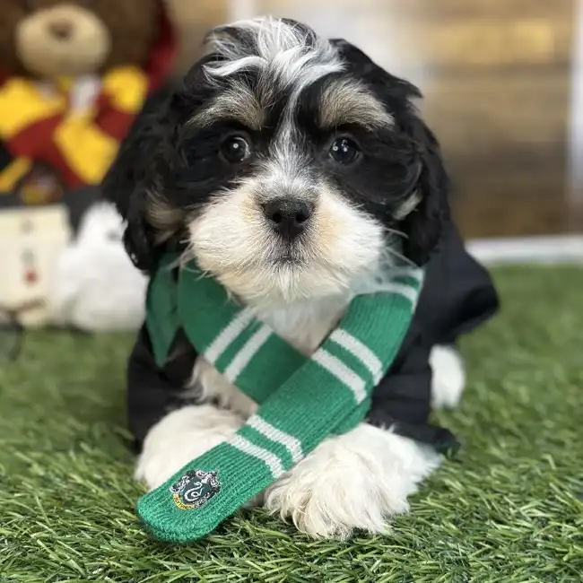 Male Lhasa-Poo Puppy for Sale in Saugus, MA