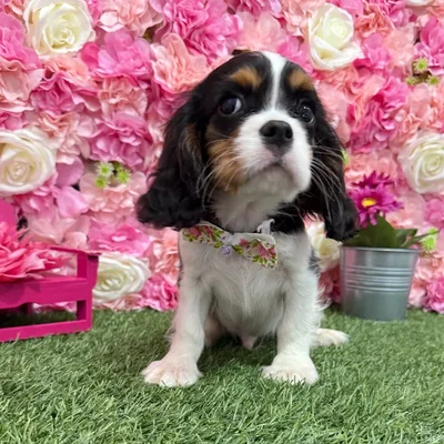 Male Cavalier King Charles Spaniel Puppy for Sale in Braintree, MA