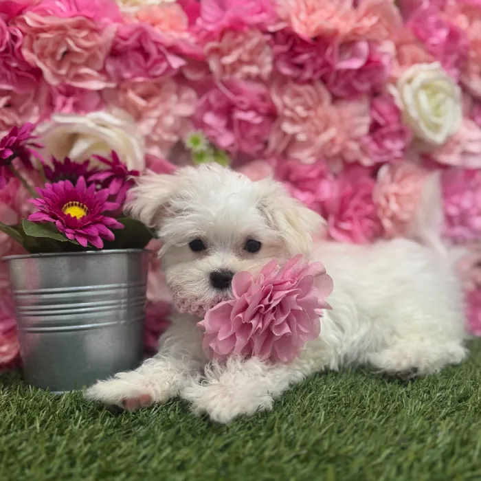 Female Maltese Puppy for Sale in Braintree, MA