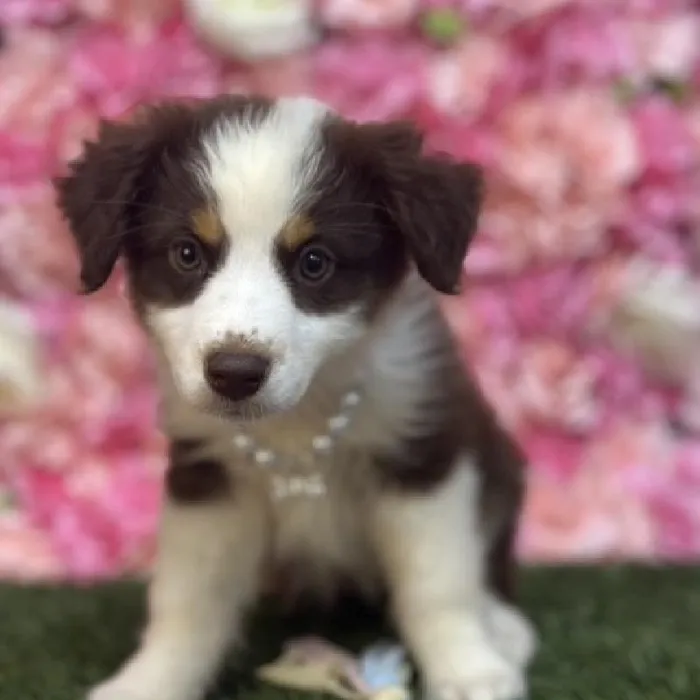 Female Australian Shepherd Puppy for Sale in Saugus, MA