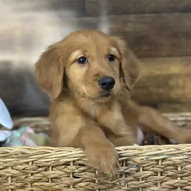 Female Golden Retriever Puppy for Sale in Saugus, MA