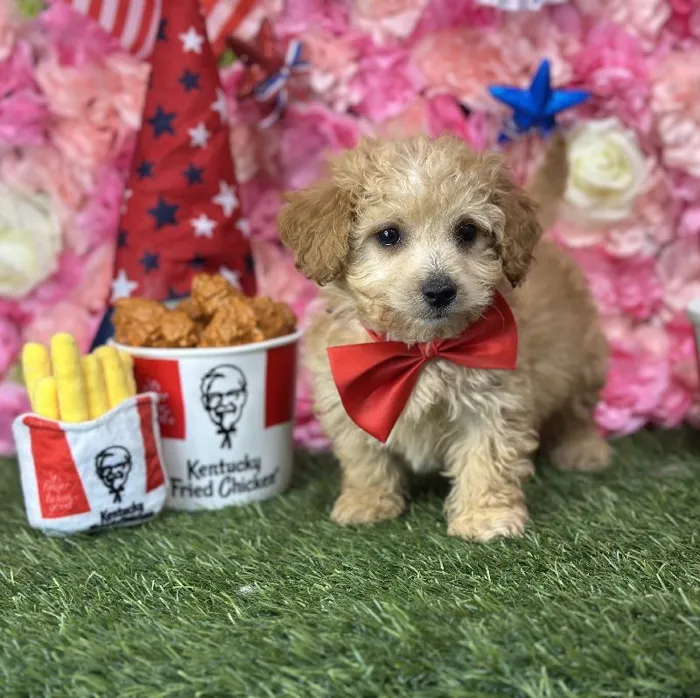 Male Mini Goldendoodle 2nd Gen Puppy for Sale in Saugus, MA