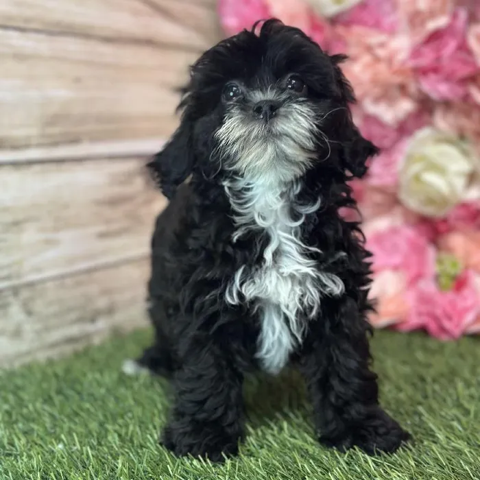 Female Lhasa-Poo Puppy for Sale in Saugus, MA