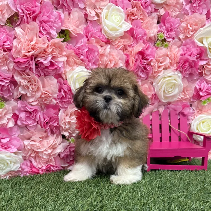 Female Lhasa Apso Puppy for Sale in Braintree, MA