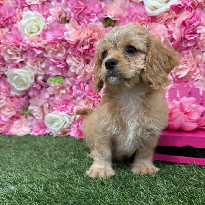 Male Cavapoo 2nd Gen Puppy for Sale in Braintree, MA
