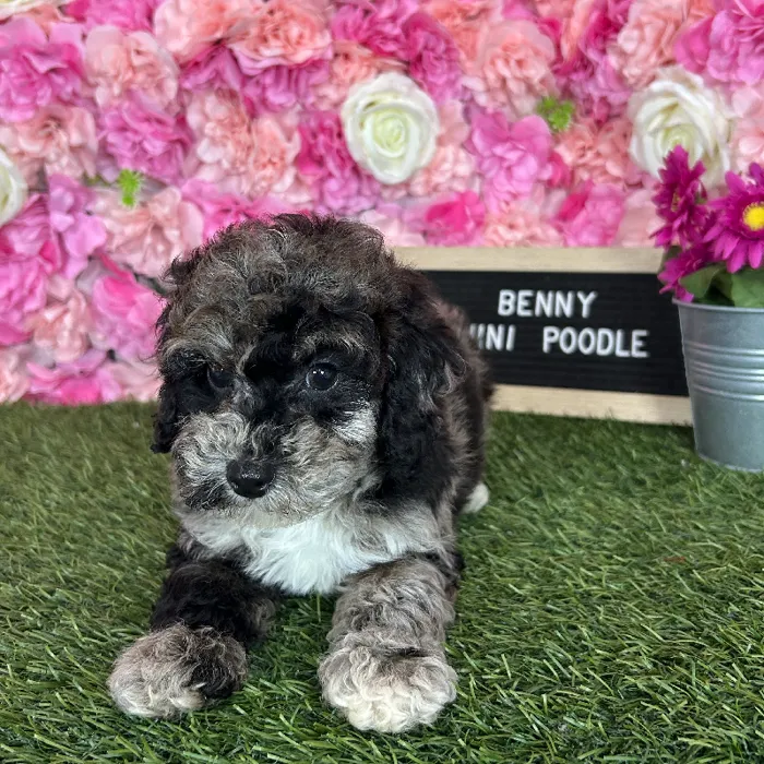 Male Poodle (Mini) puppy named Benny for sale at Pet Express Braintree.