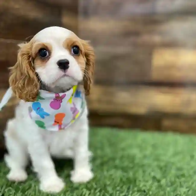 Female Cavalier King Charles Spaniel Puppy for Sale in Braintree, MA