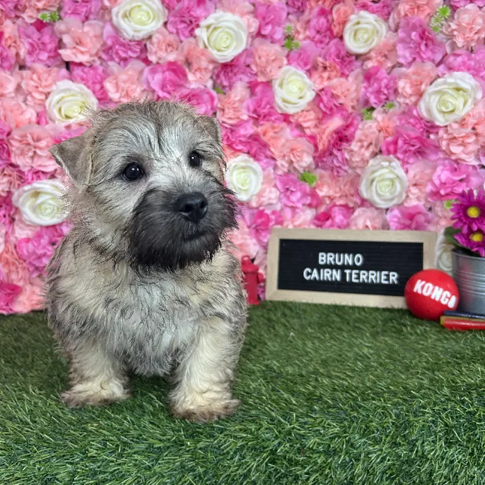 Male Cairn Terrier puppy named Bruno for sale at Pet Express Braintree.