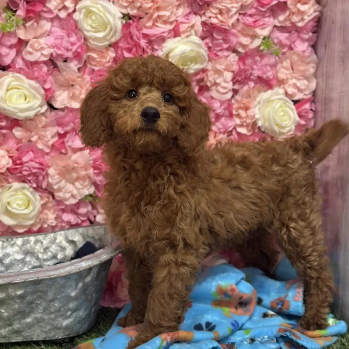 Male Mini Irishdoodle 2nd Gen Puppy for Sale in Saugus, MA