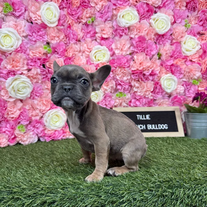 Female French Bulldog puppy named Tillie for sale at Pet Express Braintree.