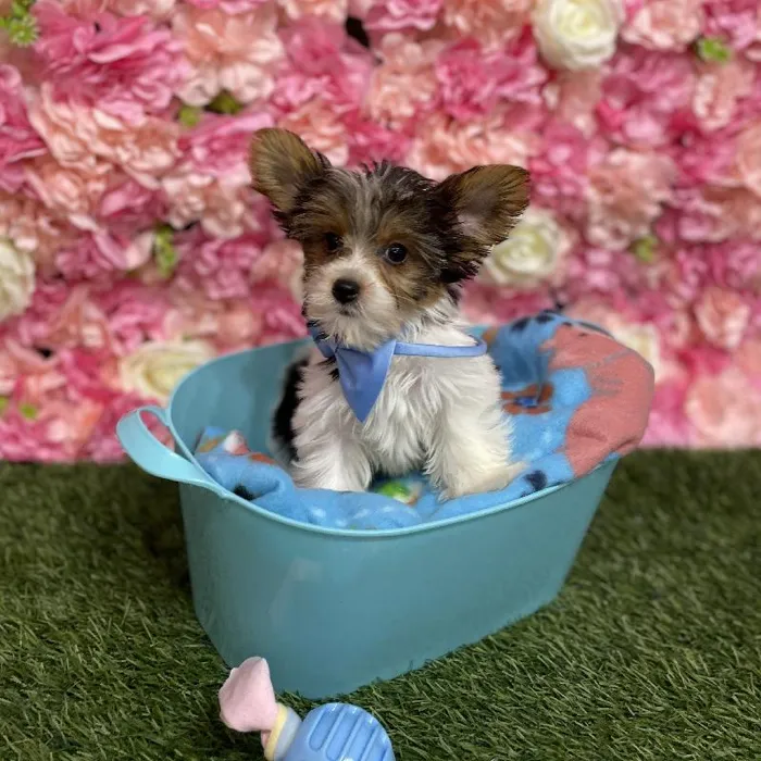 Male Yorkshire Terrier Puppy for Sale in Saugus, MA