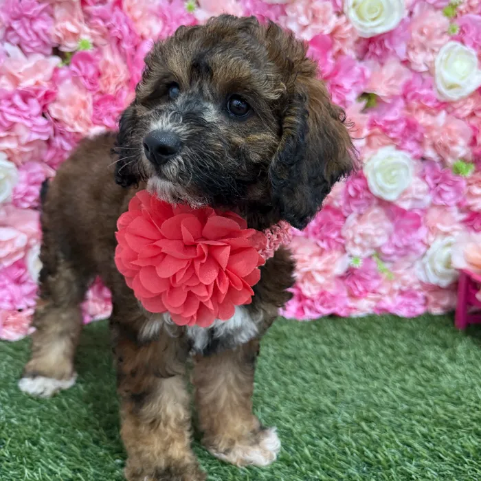 Female Mini Goldendoodle F1BB Puppy for Sale in Braintree, MA