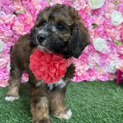 Female Mini Goldendoodle F1BB Puppy for Sale in Braintree, MA