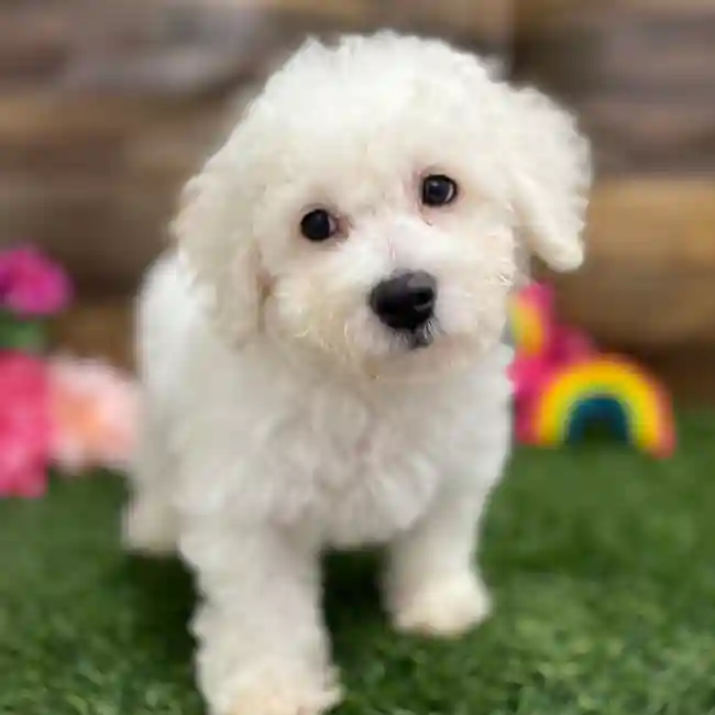 Male Bichon Frise Puppy for Sale in Braintree, MA