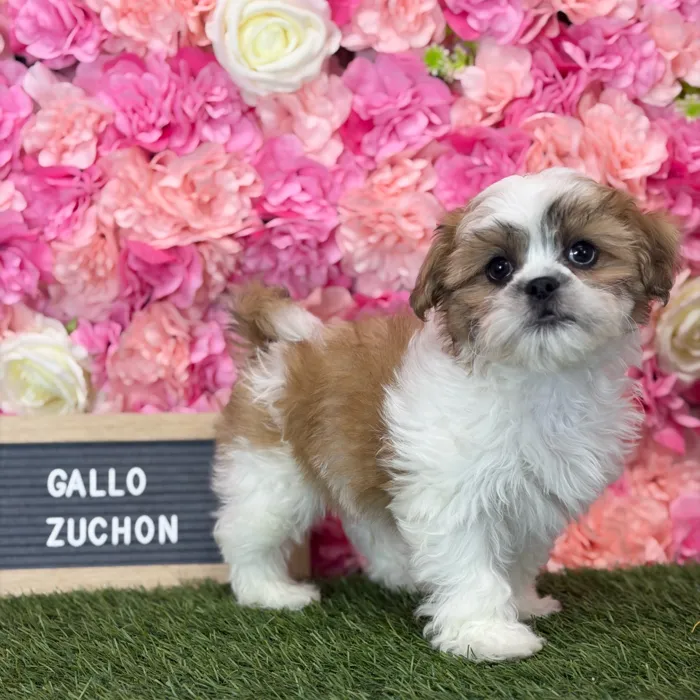 Male Teddy Bear (Zuchon) puppy named Gallo for sale at Pet Express Saugus.