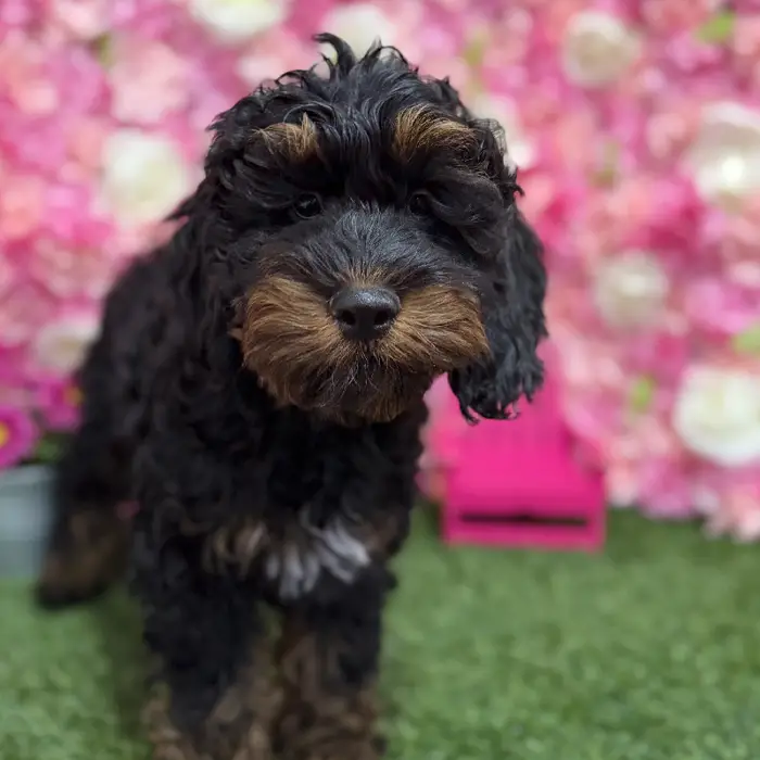Male Cockapoo Puppy for Sale in Braintree, MA