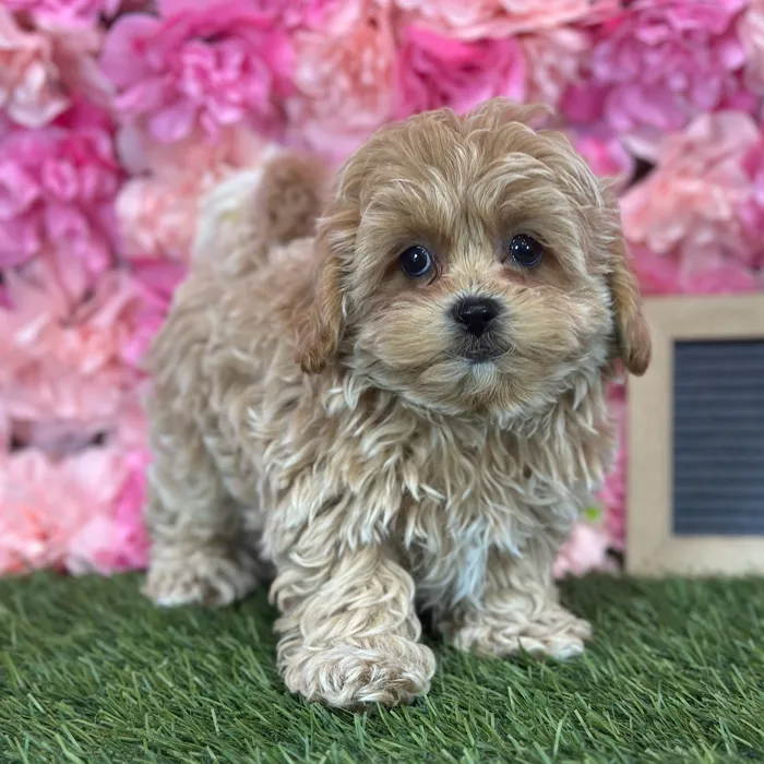 Male Shih-Poo puppy named Perro for sale at Pet Express Saugus.