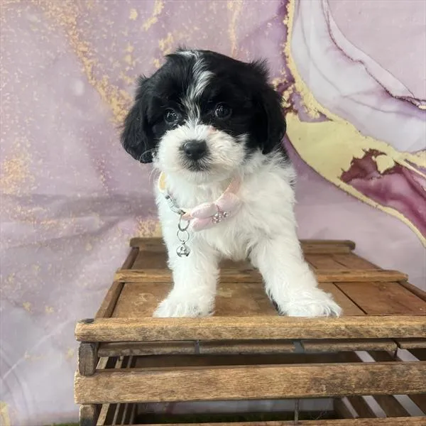 Female Lhasa-Poo puppy named Dolly for sale at Pet Express Saugus.