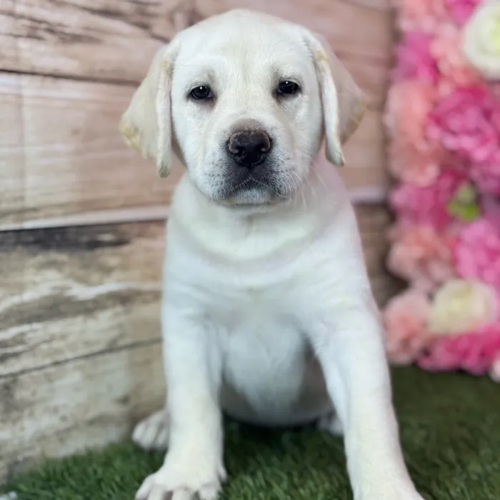 Female Labrador Retriever puppy named Luna for sale at Pet Express Saugus.