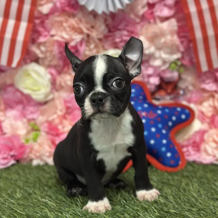 Male Boston Terrier Puppy for Sale in Saugus, MA