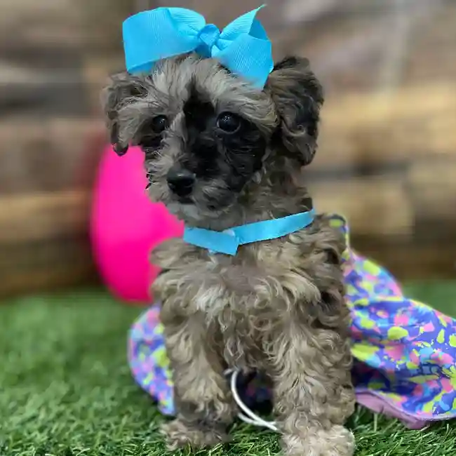 Female Poodle Toy Puppy for Sale in Braintree, MA